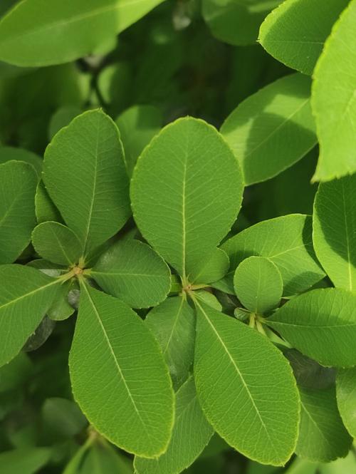 植物学专业导师
